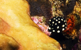 Baby Trunkfish